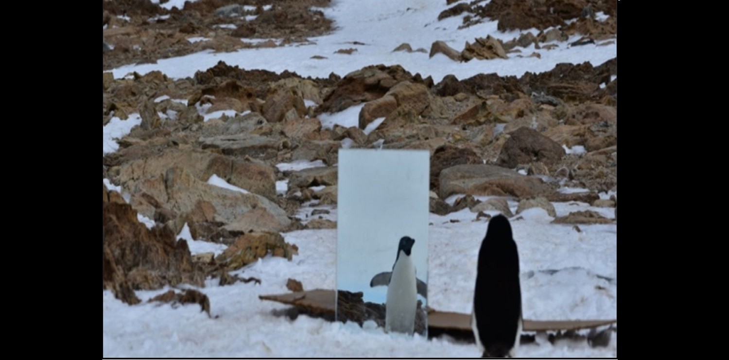 Pingwin spojrzał w lustro i stało się coś zaskakującego. Ich podobieństwo do ludzi może zadziwić