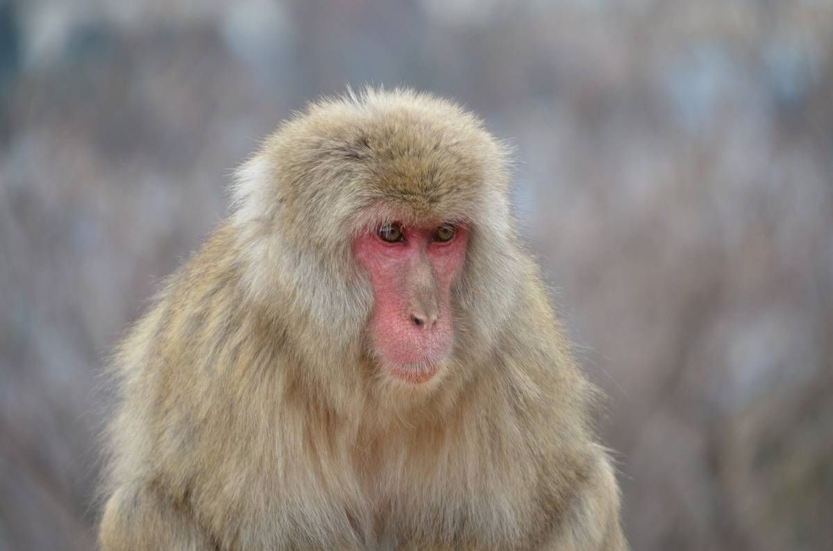 Makaki japońskie to doprawdy niezwykłe małpy /Fot. Pixabay
