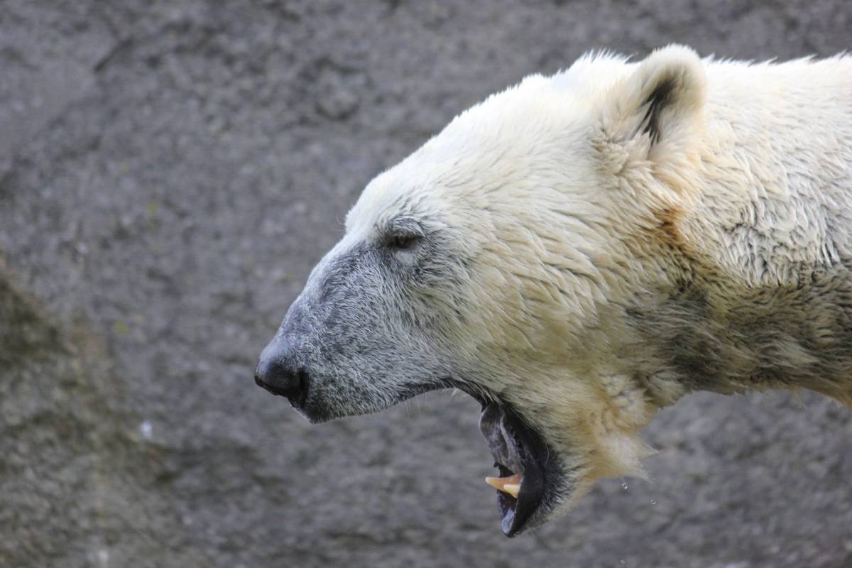 Niedźwiedzie polarne mają konkurencję &#8211; przynajmniej w sferze bentosu /Fot. Pixabay
