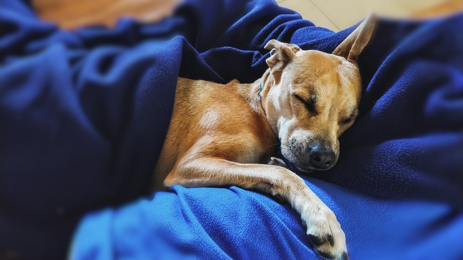 Wiele osób nie wyobraża sobie braku psa w łóżku, ale pamiętajmy o komforcie czworonogów i zapewnijmy im właściwą przestrzeń /Fot. Pixabay
