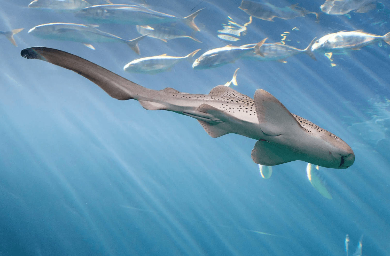 Rekiny lamparcie to jedna z głównych atrakcji Shedd Aquarium /Fot. Shedd Aquarium
