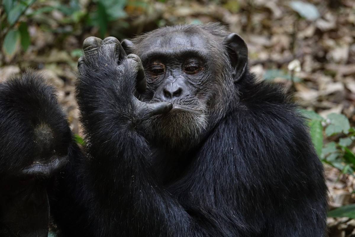 Szympansy też używają gestów &#8211; możemy je zrozumieć /Fot. Pixabay
