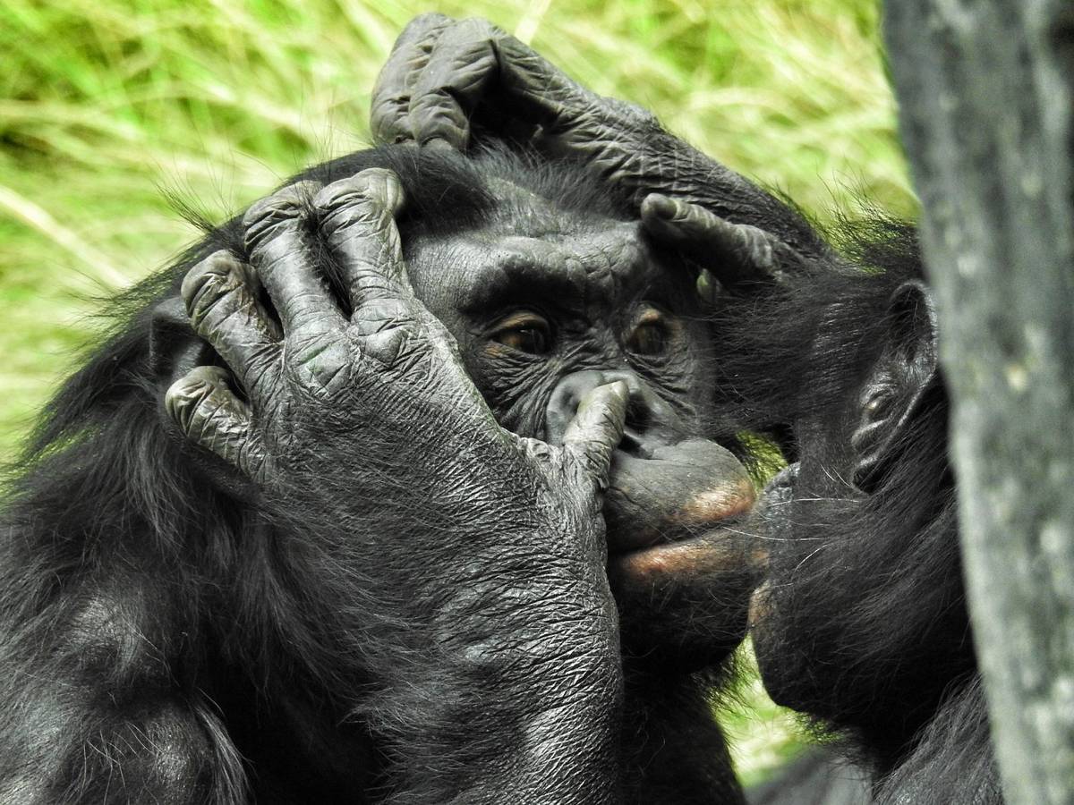Szympansy są bardziej zainteresowane emocjami osobników obcych od bliskich /Fot. Pixabay
