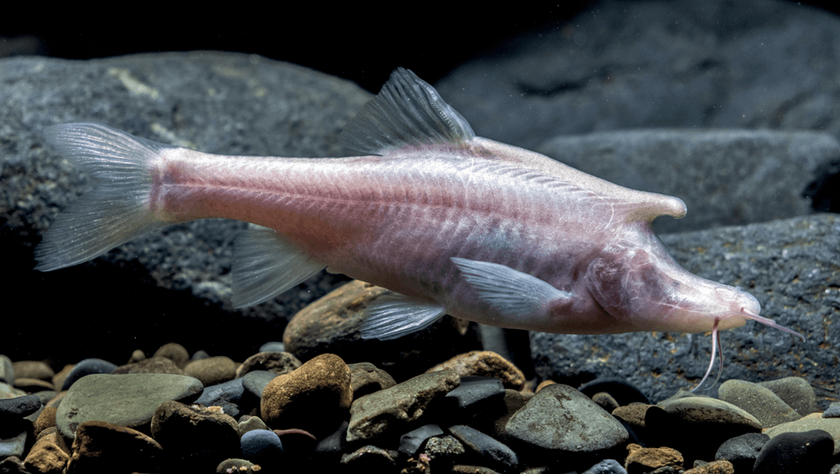 Sinocyclocheilus longicornus to jednorożec świata ryb /Fot. ZooKeys
