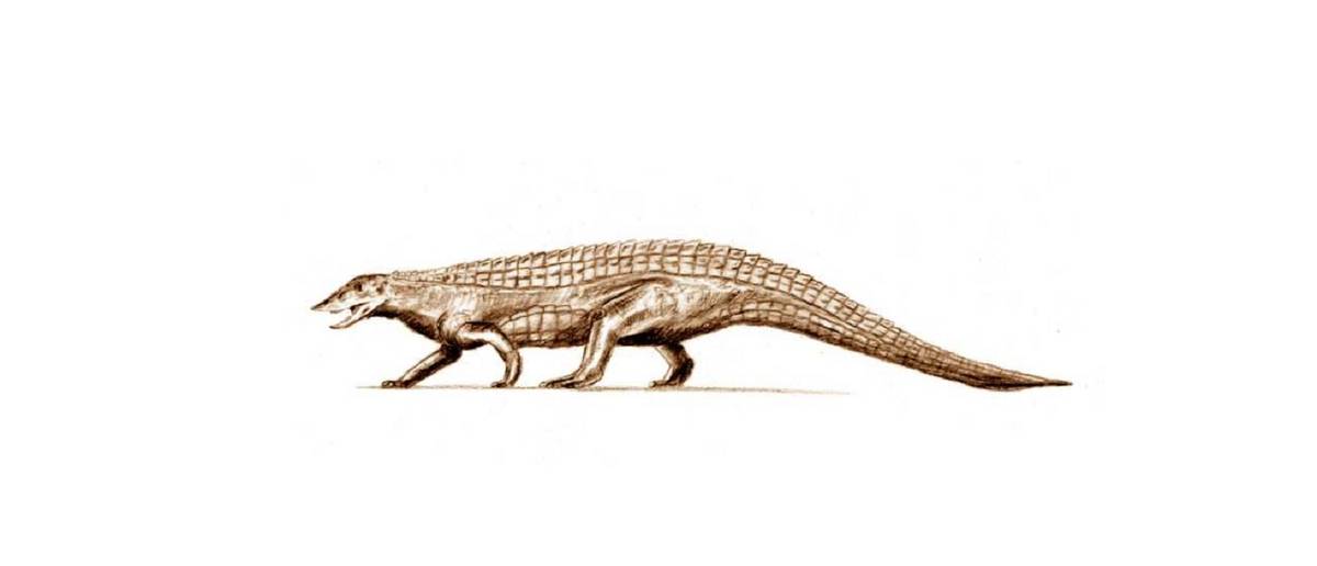 Przez 150 lat nie mogli zrozumieć ich anatomii. W jakim wieku były niemieckie aetozaury?