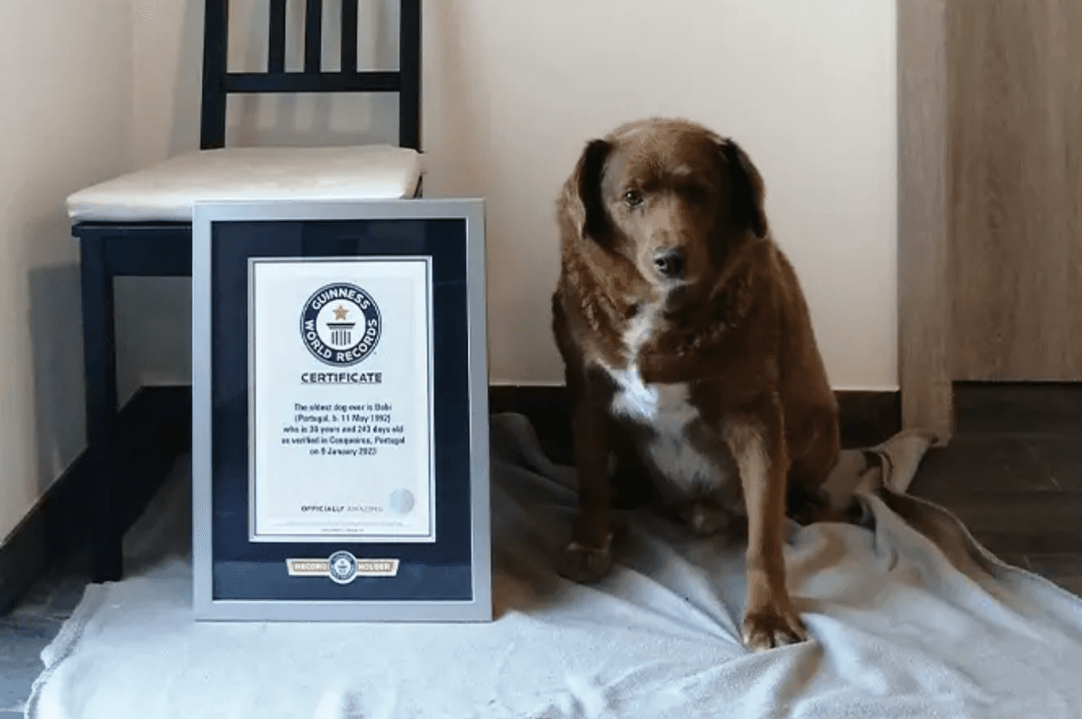 Bobi to najstarszy pies na świecie /Fot. Guinness World Records
