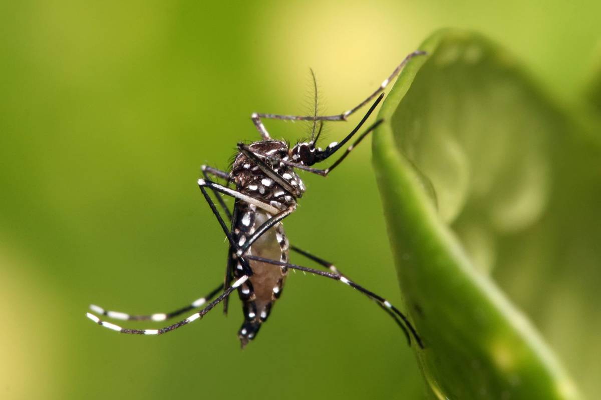 Naukowcy wypuścili miliony zainfekowanych komarów, ale mają w tym konkretny cel