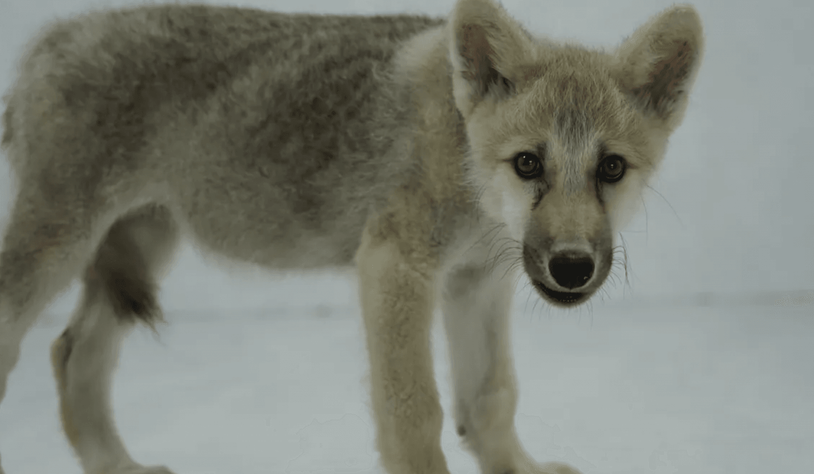 Klon wilka polarnego udowadnia, że niemożliwe nie istnieje