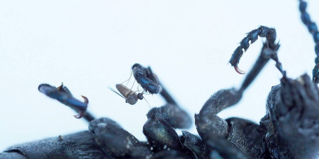 Kuczmany siedzące na nodze chrząszcza &#8211; to pokazuje, jak małe są te owady /Fot. NTNU
