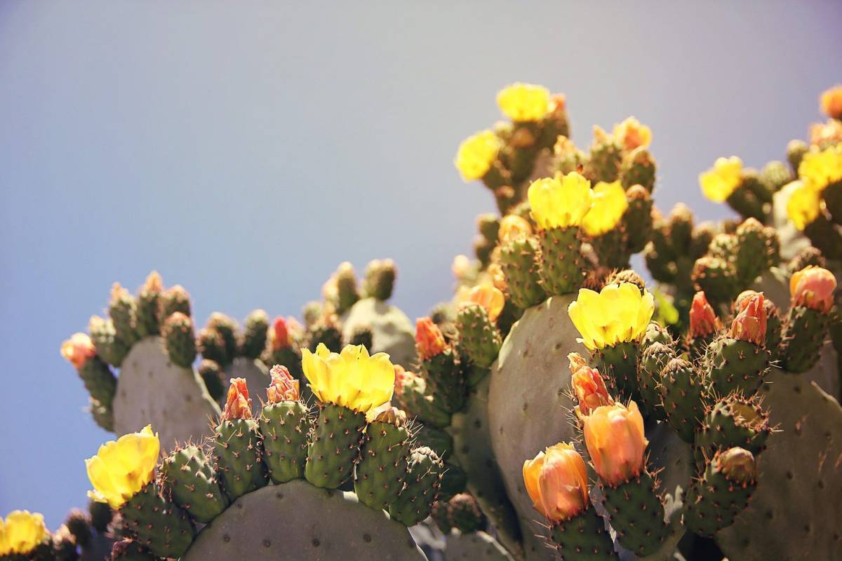 Kaktusy rozprzestrzeniają się w Alpach &#8211; to poważny problem /Fot. Pixabay
