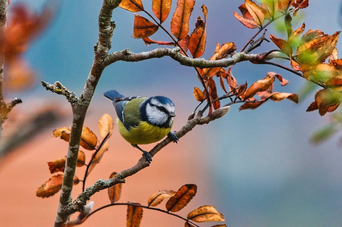 Mobbing pomaga przetrwać ptakom śpiewającym &#8211; ale stosują go tylko w ostateczności /Fot. Pixabay
