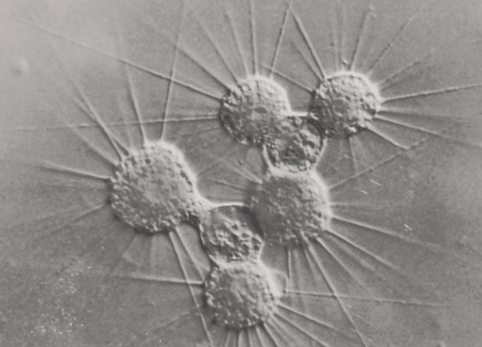 Słonecznice wykonują najszybsze ruchy w przyrodzie /Fot. Wikimedia Commons