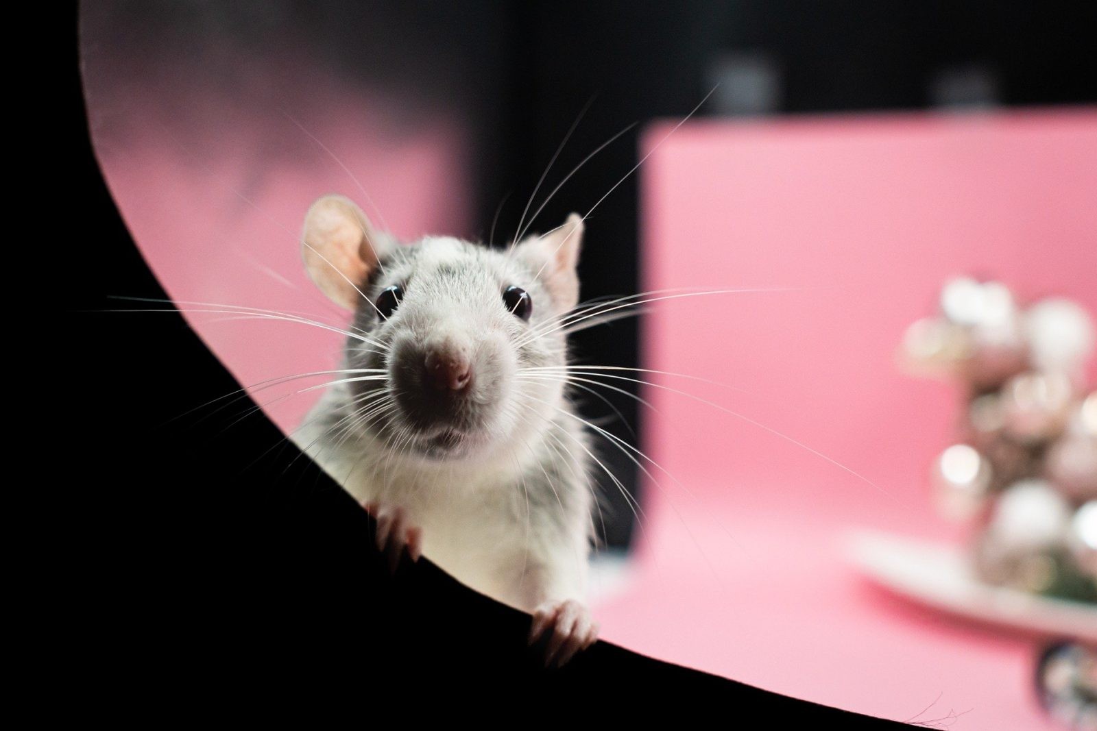 Szczur laboratoryjny &#8211; zdjęcie ilustracyjne /Fot. Pixabay
