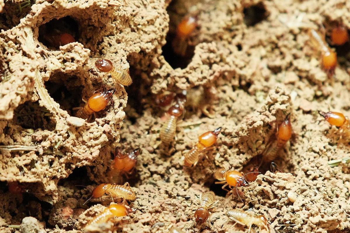 Najwięcej lądowych stawonogów żyje pod ziemią, mowa m.in. o termitach /Fot. Pixabay

