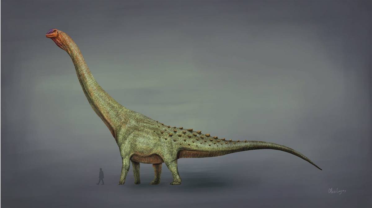 Tytanozaury były ogromne &#8211; tutaj inny gatunek niż opisywany: Patagotitan /Fot. Wikimedia Commons
