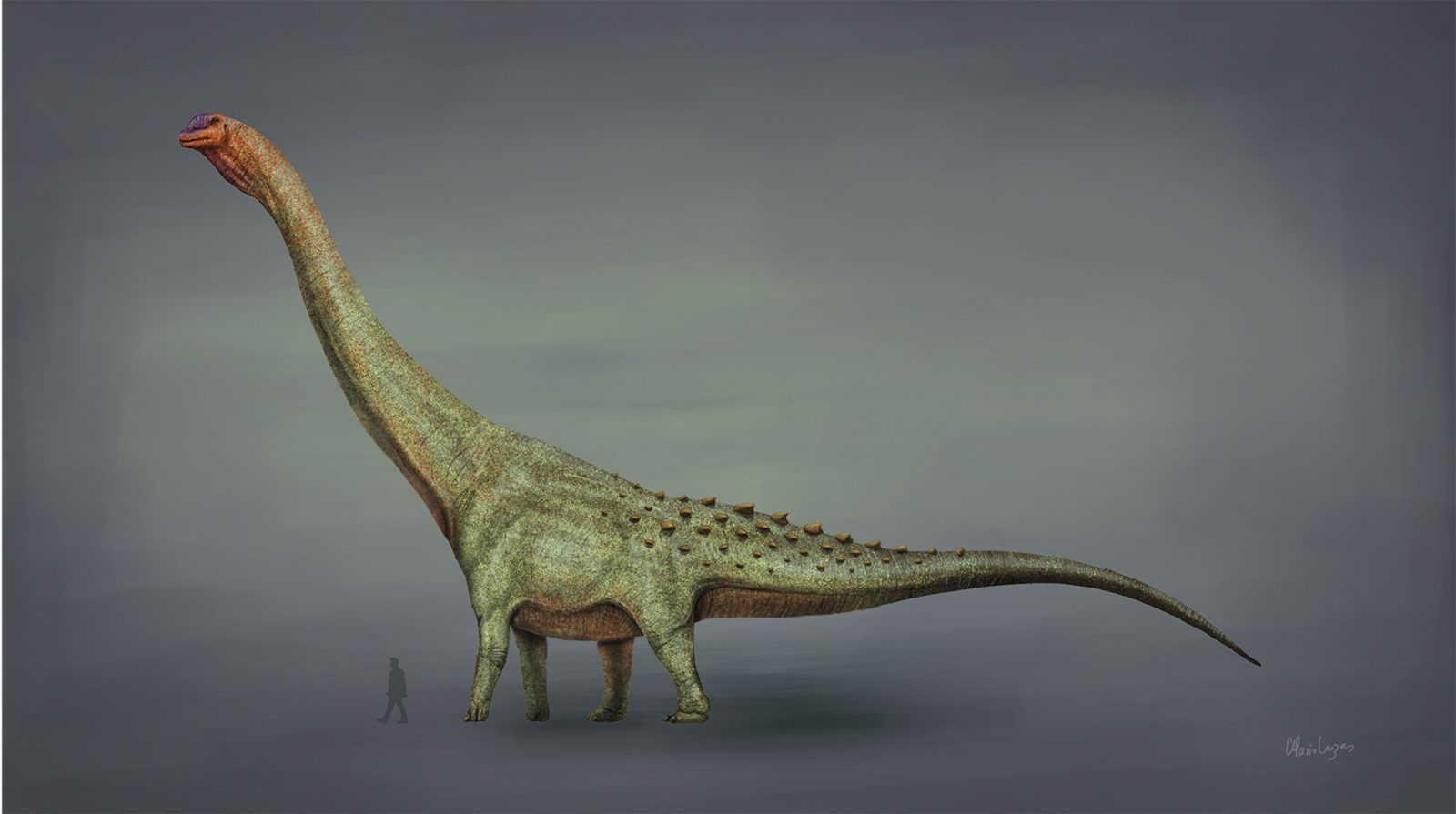 Tytanozaury były ogromne &#8211; tutaj inny gatunek niż opisywany: Patagotitan /Fot. Wikimedia Commons

