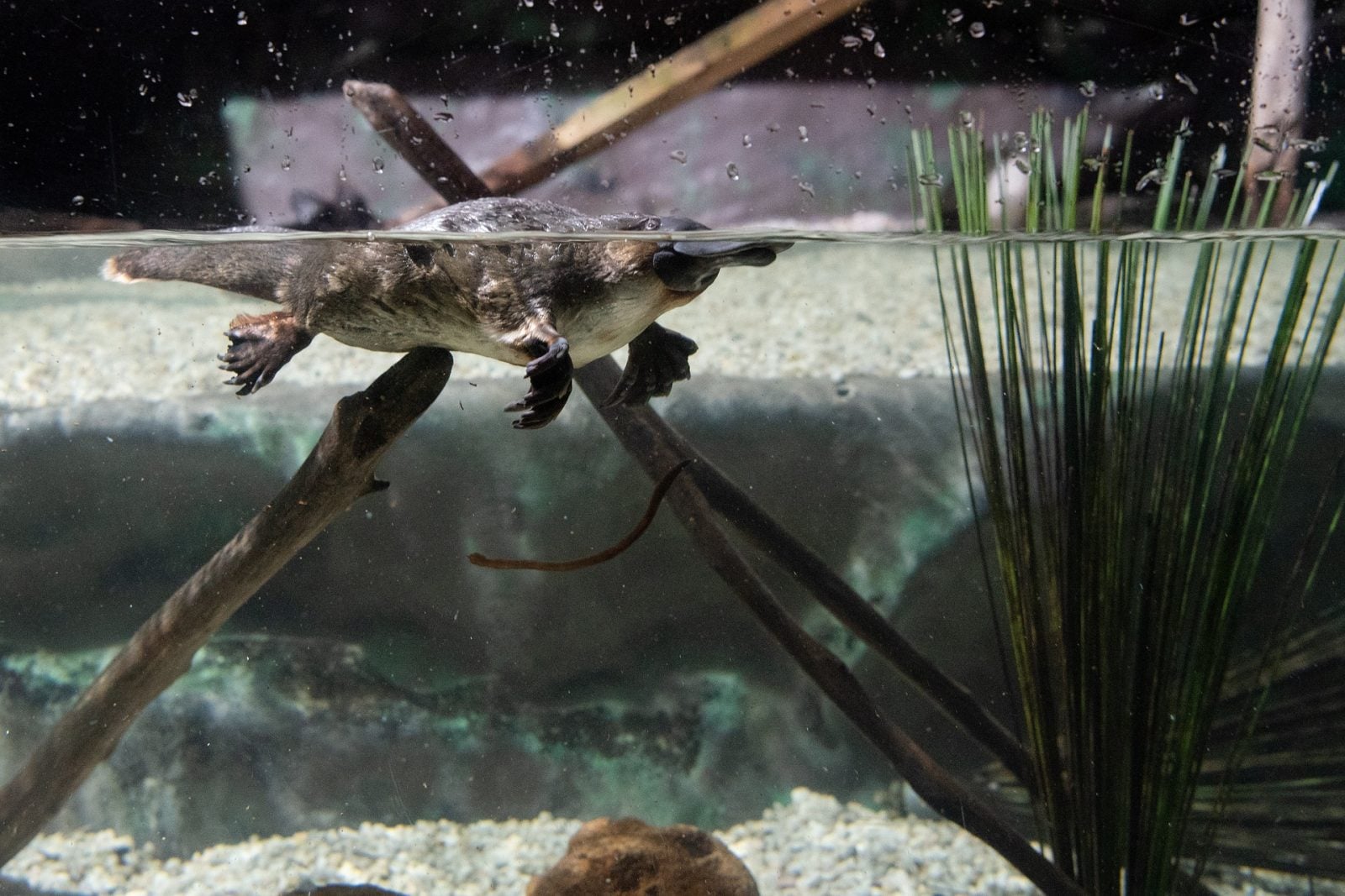 Książki do biologii do poprawki? Dziobaki wcale nie pochodzą z Australii