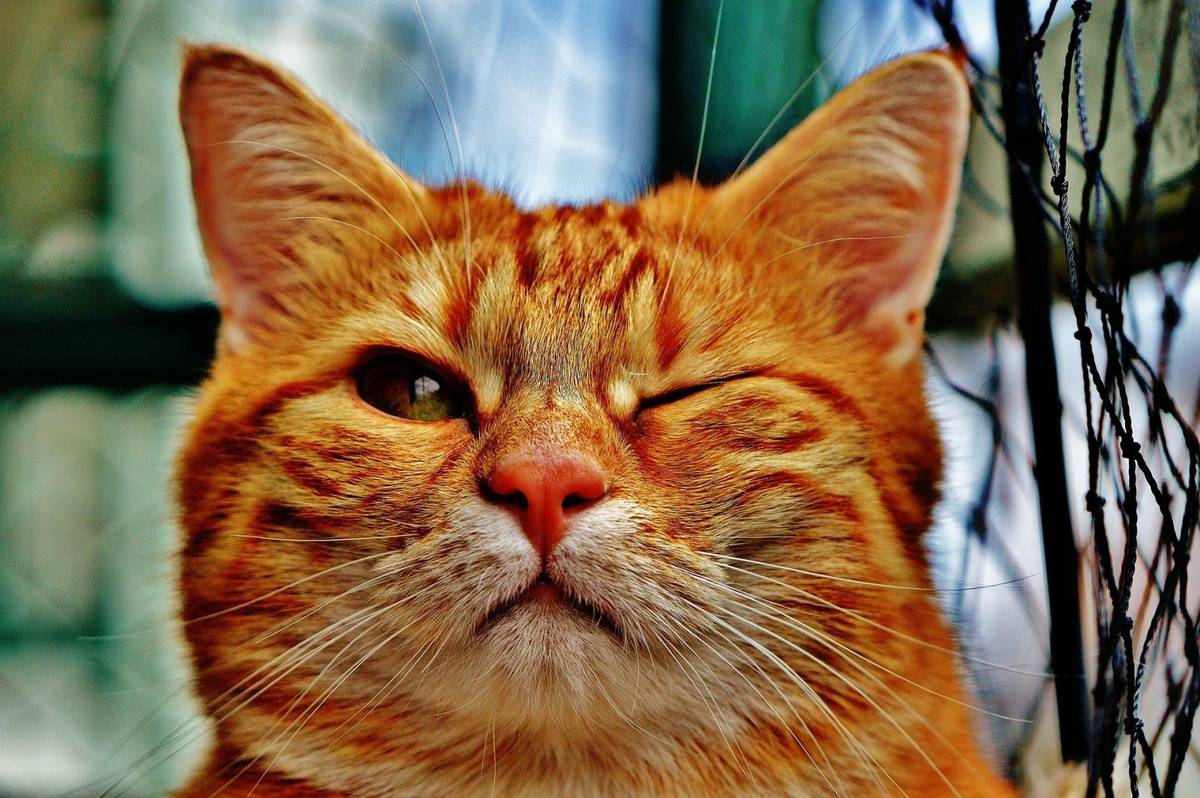Koty same decydują, kiedy mogą być głaskane i jak długo /Fot. Pixabay
