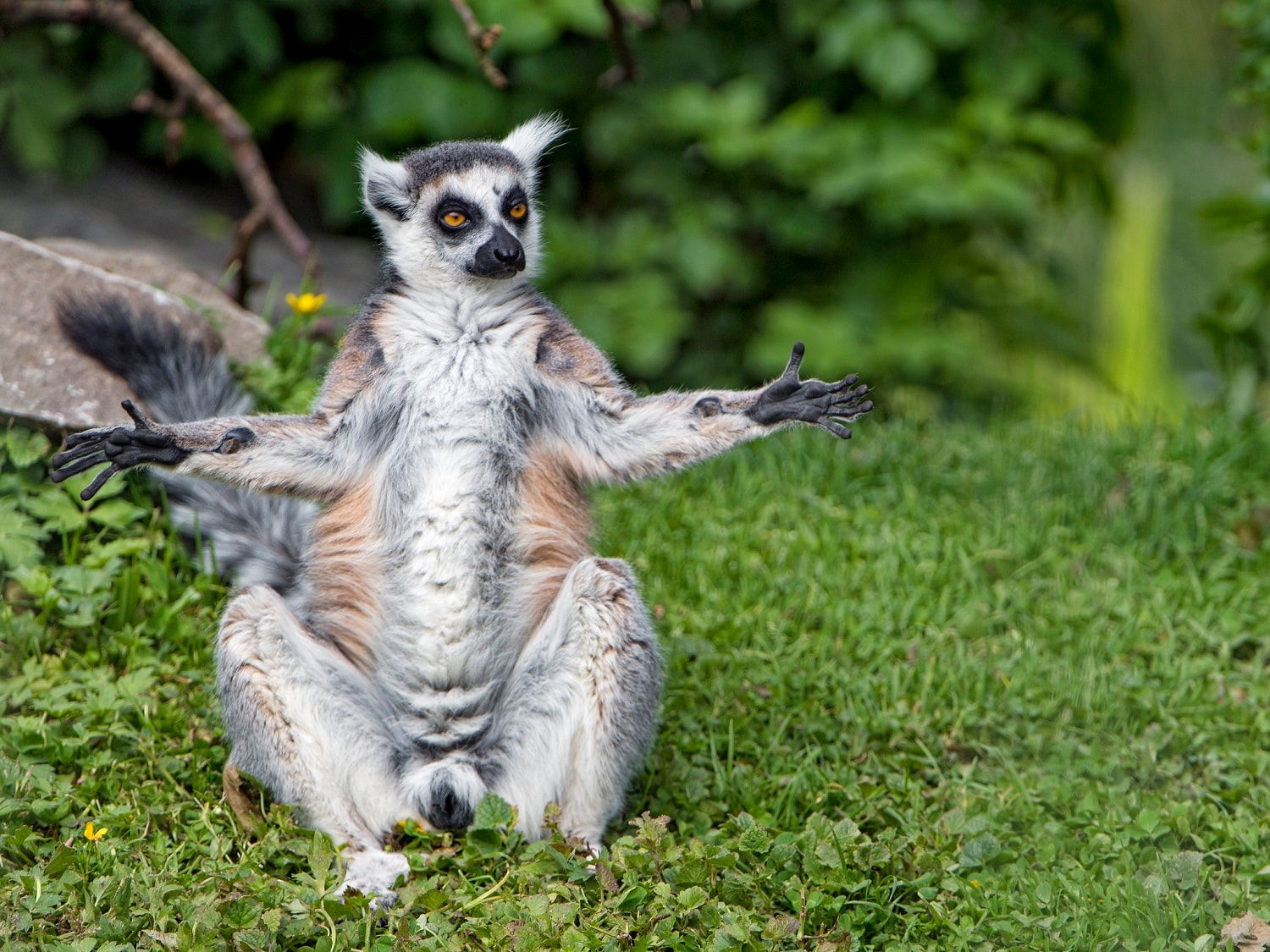 Lemuria to kraina, która nigdy nie istniała, ale nauczyła nas czegoś o naukowcach