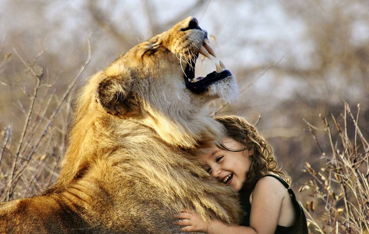 Kiedyś lwy występowały na wielu kontynentach, dzisiaj można je spotkać tylko w Afryce /Fot. Pixabay
