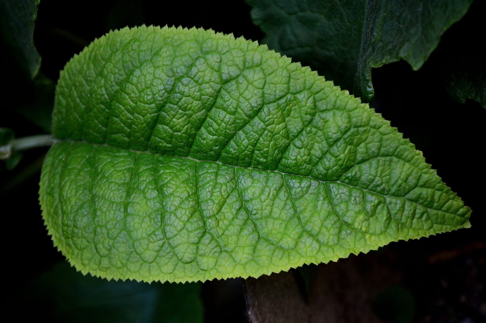 Liść – zdjęcie poglądowe /Fot. Pixabay