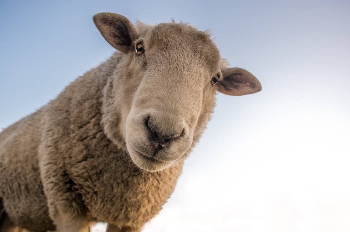 Genetycznie modyfikowane owce, czyli nowy sposób na walkę ze zmianami klimatu