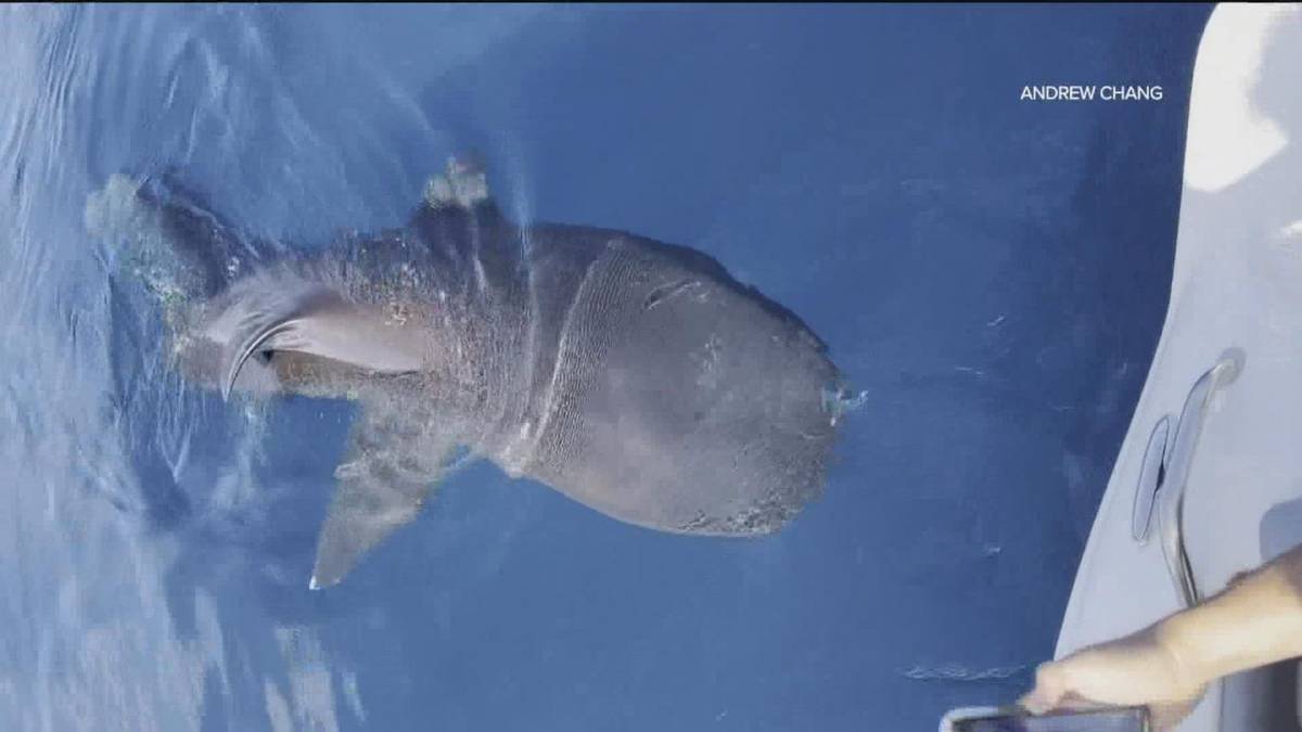 Rekin wielkogębowy to stworzenia rzadkie do obserwacji i uchwycenia na wideo /Fot. YouTube
