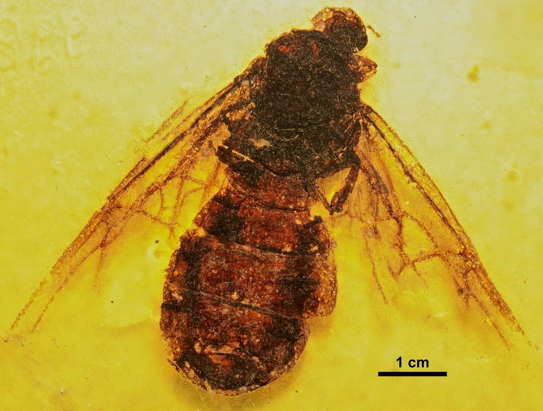 Mrówka Titanomyrma gigantea /Fot. Wikimedia Commons
