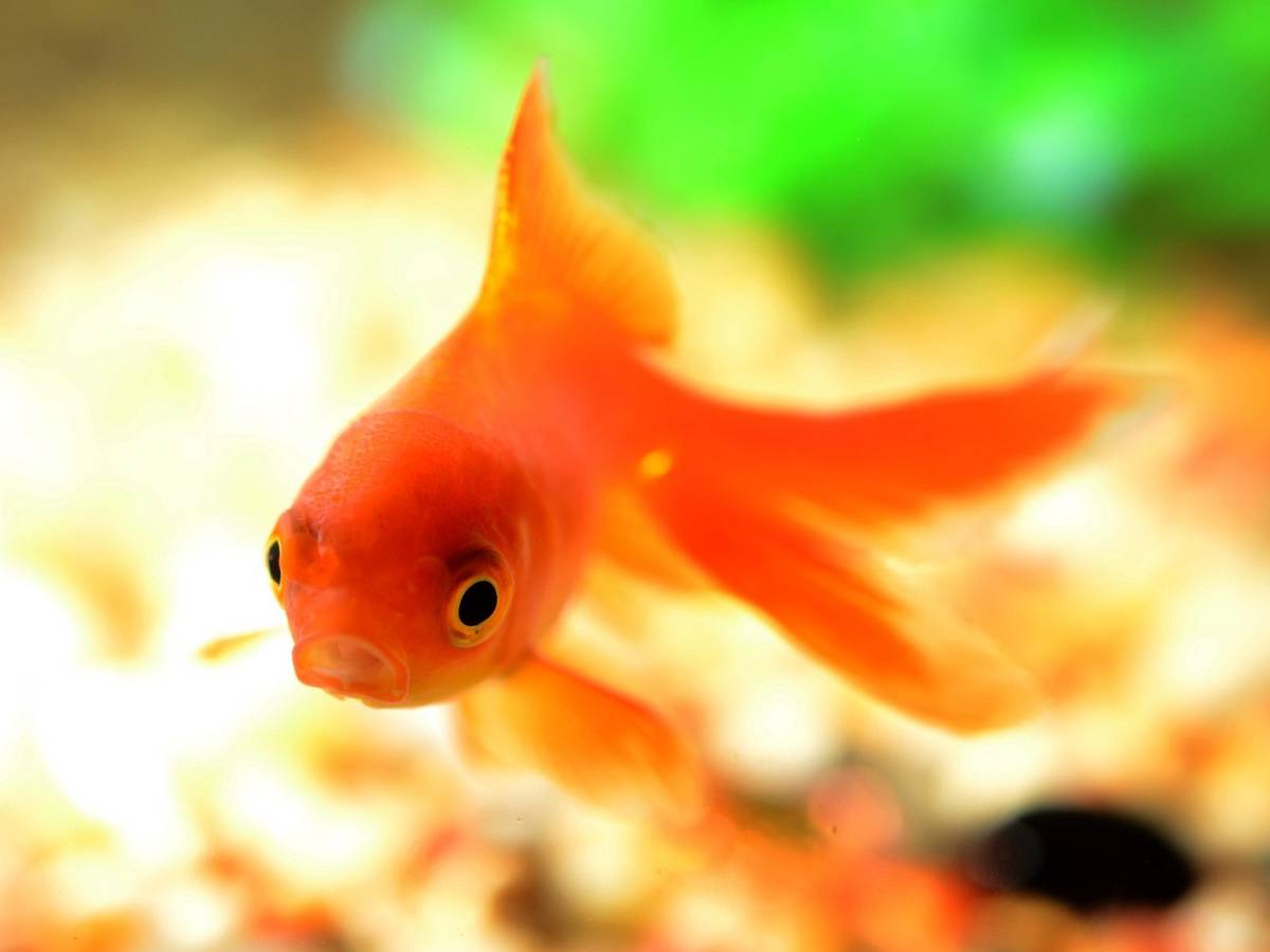 Nie każda złota rybka spełnia życzenia /Fot. Pixabay
