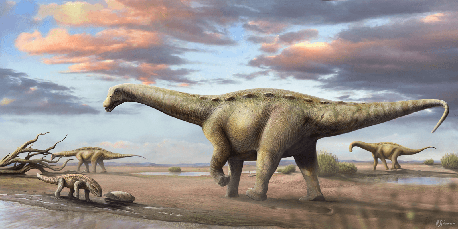 Przykład gigantycznego dinozaura z grupy tytanozaurów / źródło: Wikimedia Commons, CC-BY-SA-4.0
