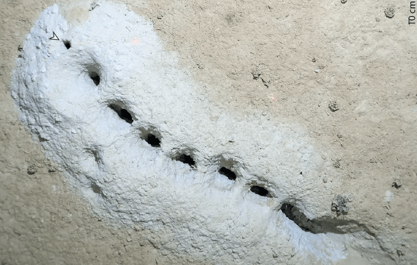 Takie otwory znaleziono w dnie Morza Beringa. Jak powstały? /Fot. Ecology and Evolution