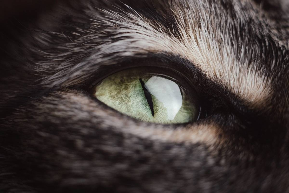 Oko kota &#8211; zdjęcie poglądowe /Fot. Pixabay
