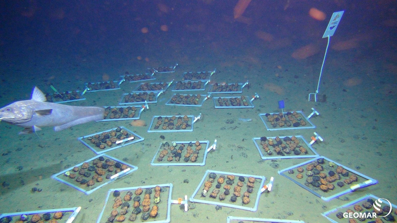 Gigantyczne złoża metali ziem rzadkich na dnie oceanu. Transformacja energetyczna dostanie skrzydeł