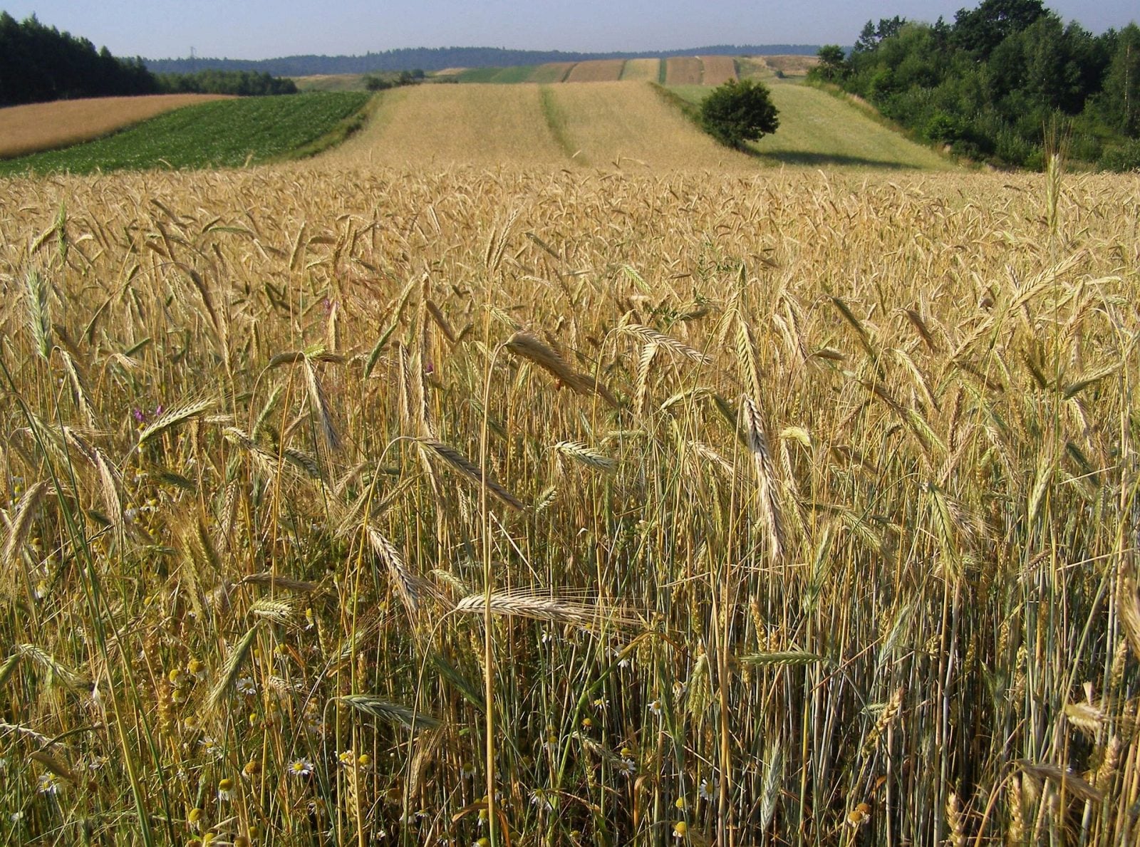Niebezpieczne związki odkryto w glebach na południu Polski. Jesteśmy nieświadomi tego zagrożenia