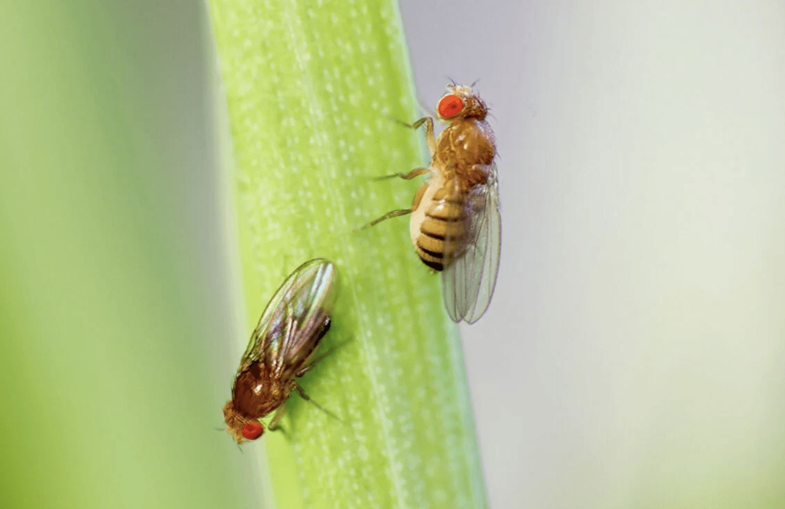 Muszka owocowa – zdjęcie poglądowe /Fot. Harvard University