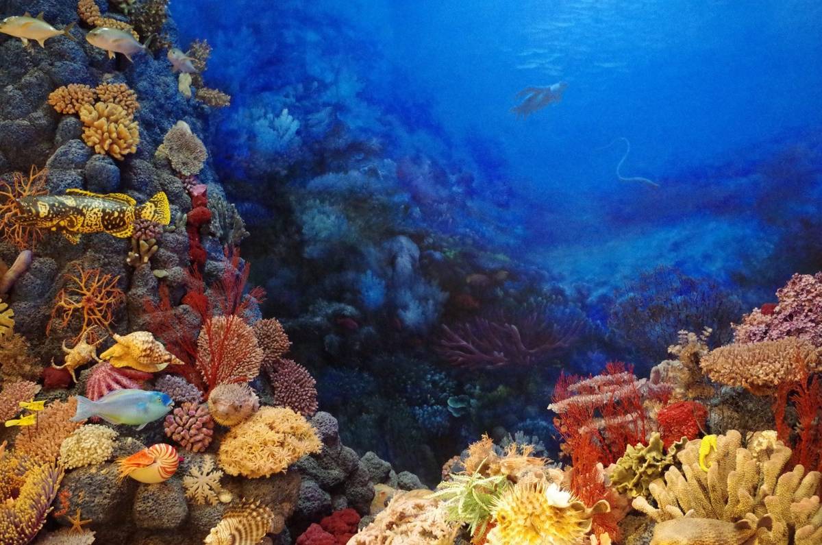 Podmorskie kopalnie zrujnują najcenniejszy ekosystem. Wszystko w pogoni za… ekologią