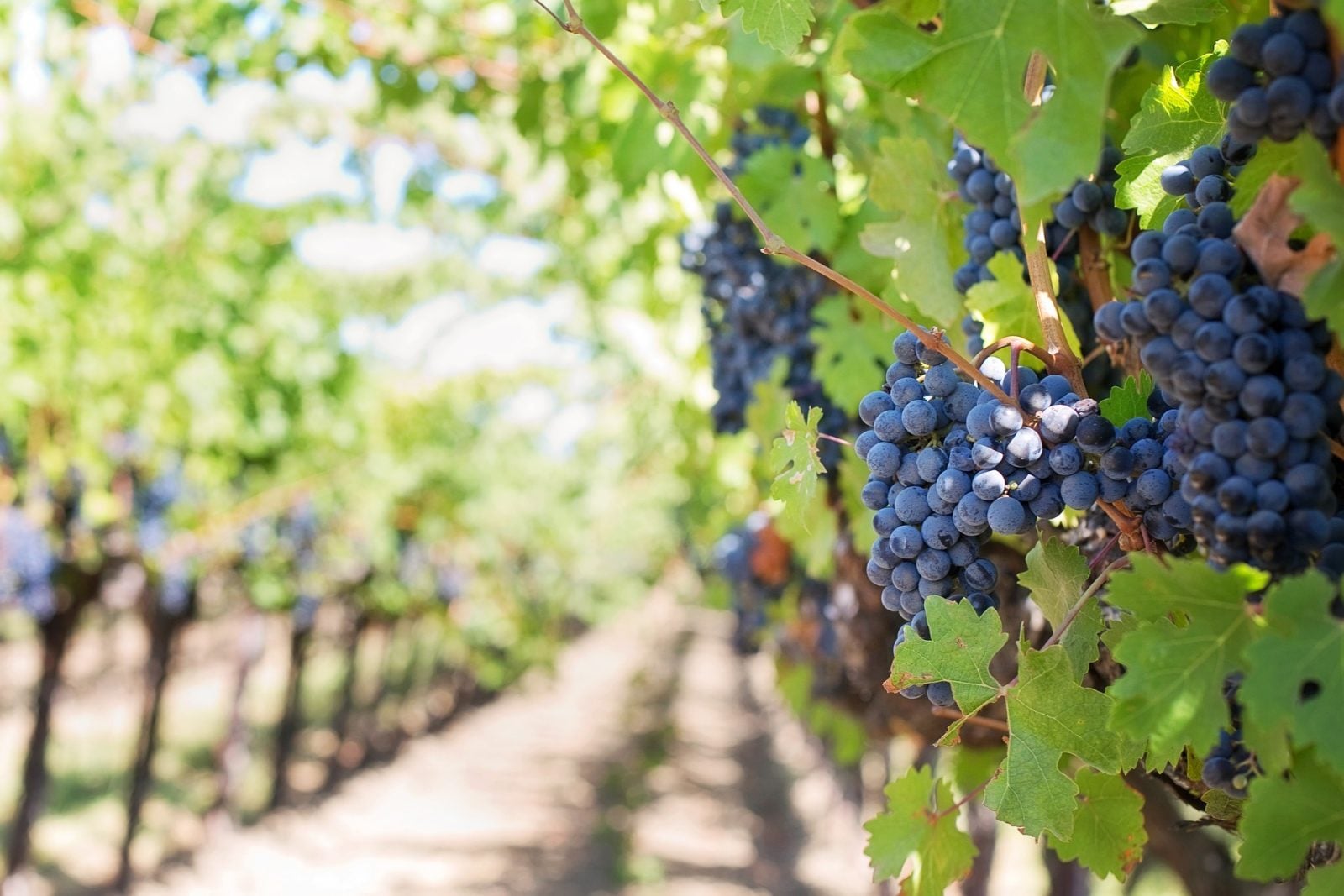 Wino smakuje ludziom od dawna. Nowe znalezisko to potwierdza