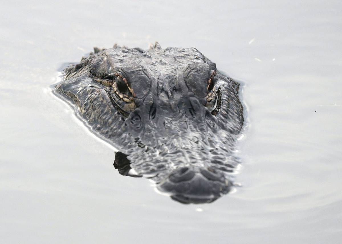 Krokodyl &#8211; zdjęcie poglądowe /Fot. Freepik
