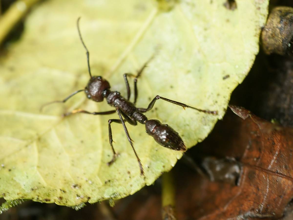 Mrówki Paraponera clavata żądlą jak żadne inne owady na świecie /Fot. Wikimedia Commons
