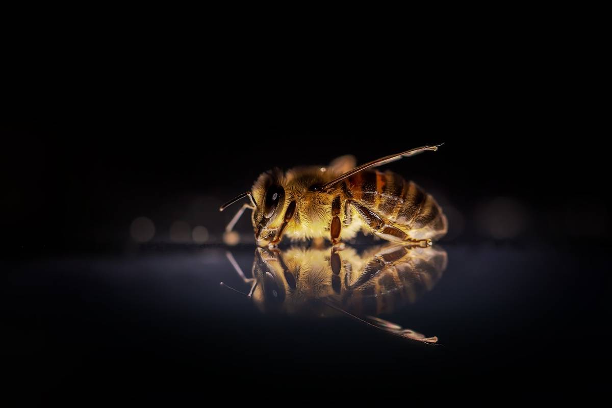 Pszczoła &#8211; zdjęcie poglądowe /Fot. Pixabay
