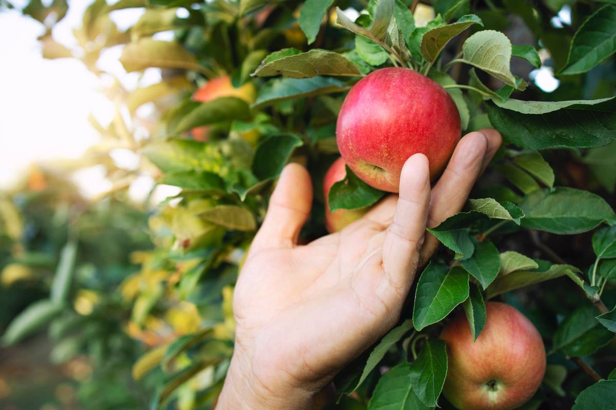 Na świecie jest 7500 odmian jabłek /Fot. Freepik

