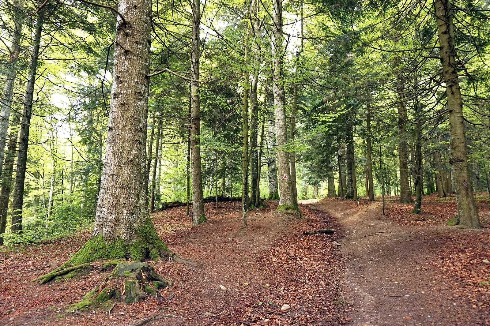 Skarb w środku lasu. To pamiątka po Polaku, który rządził Europą