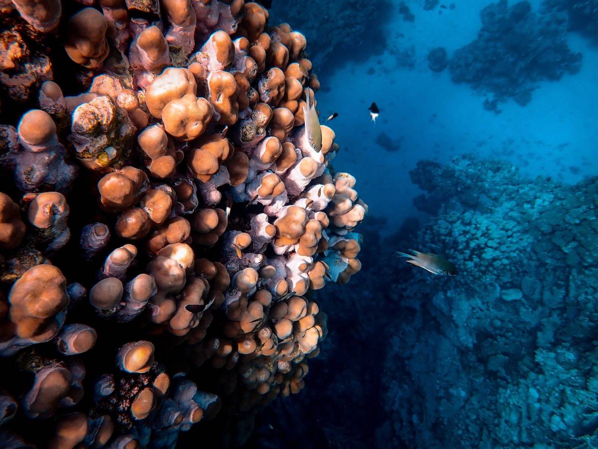 Organizmy morskie &#8211; zdjęcie ilustracyjne /Fot. Pexels
