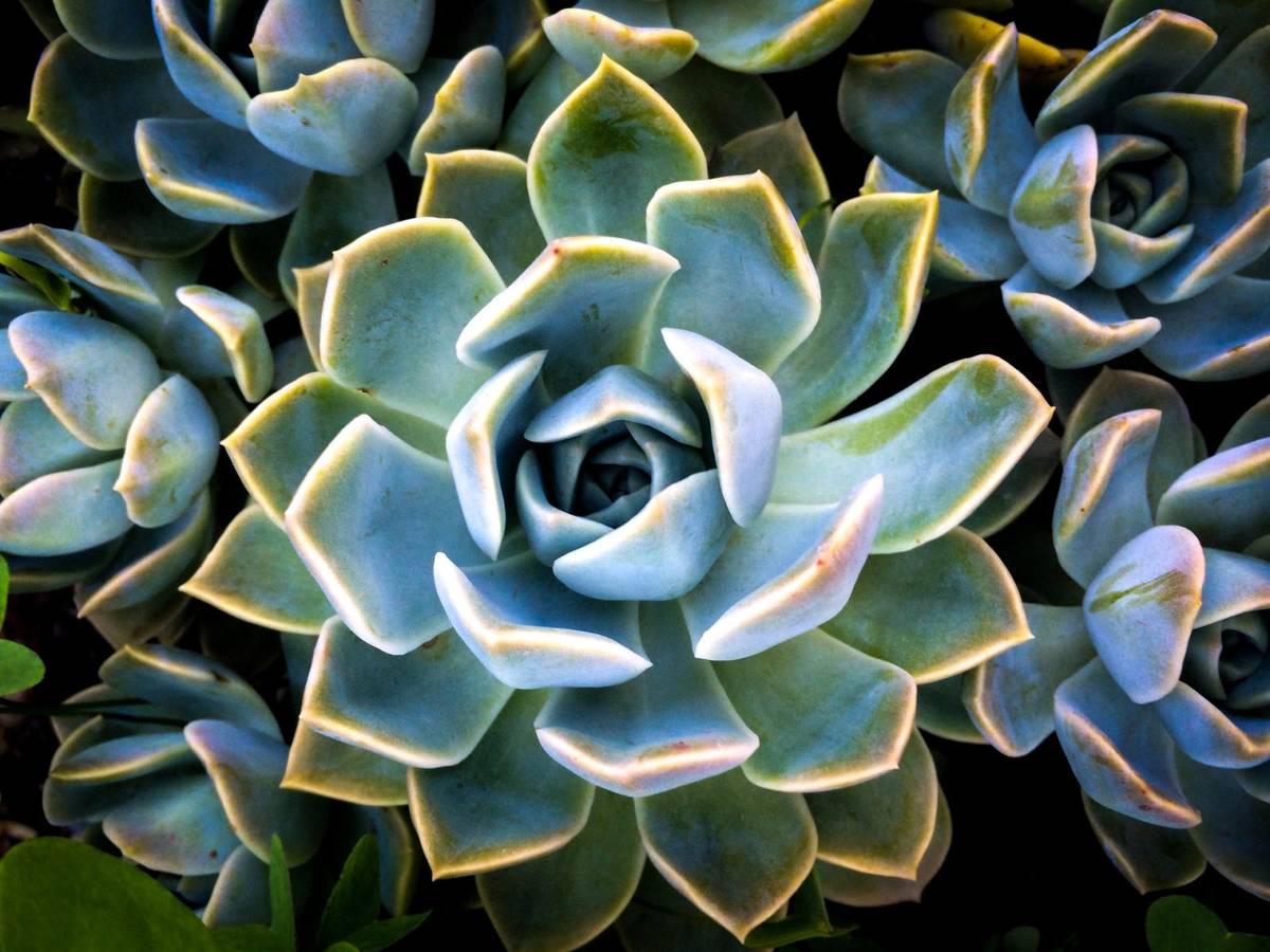 Każda współczesna roślina wykorzystuje spirale Fibonacciego /Fot. Pexels
