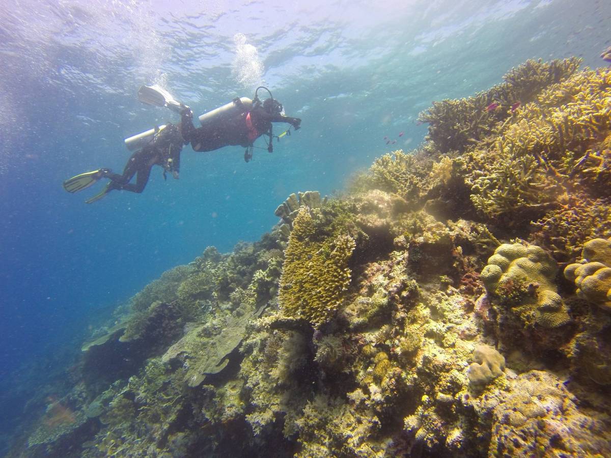 Zdjęcie poglądowe z rafy koralowej
