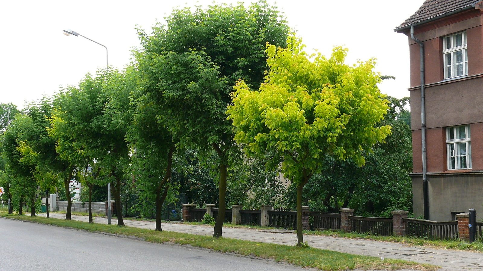 Odkryto nowego grzyba na gatunku klona jesionolistnego / źródło: Wikimedia Commons, CC BY-SA 3.0