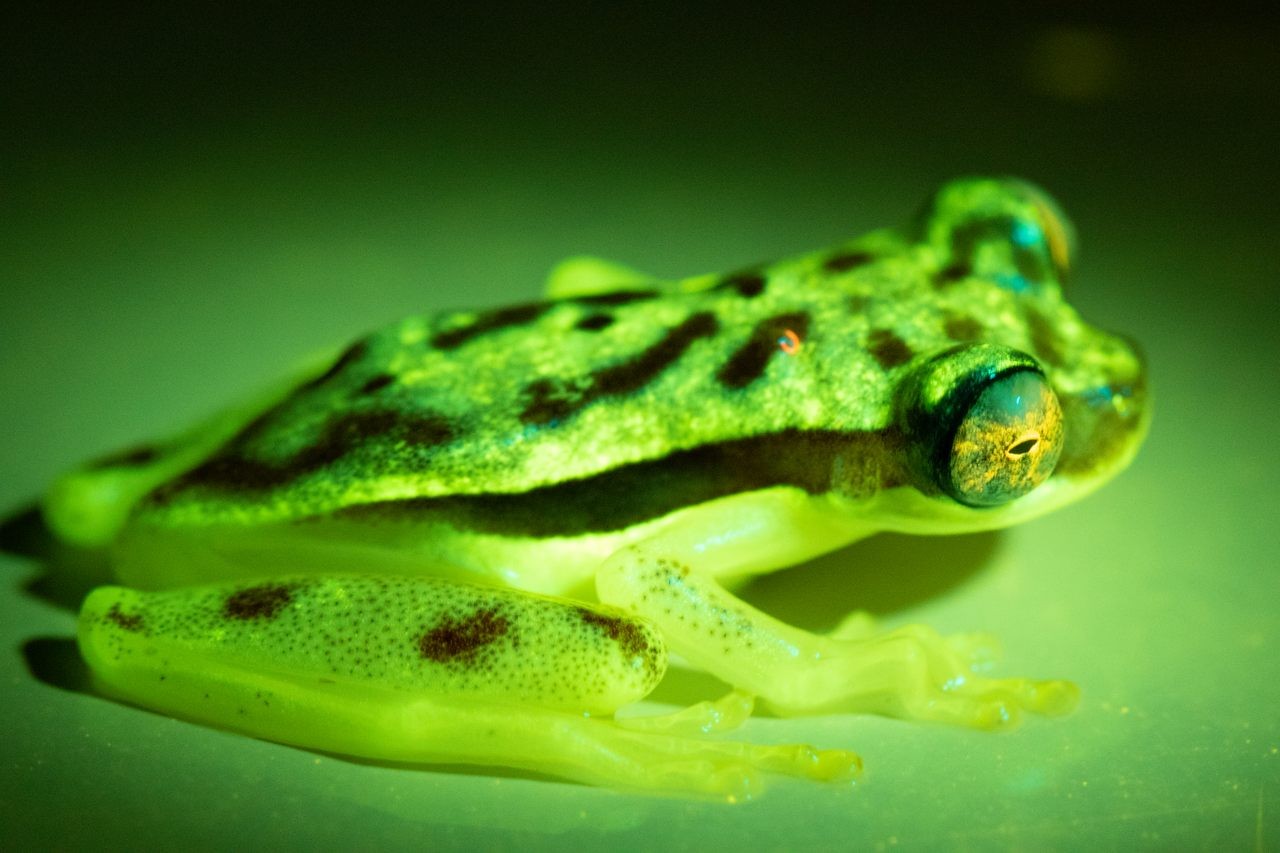 Żaby mogą reemitować światło &#8211; tu Dendropsophus rhodopeplus /Fot. Santiago Ron, Florida State University
