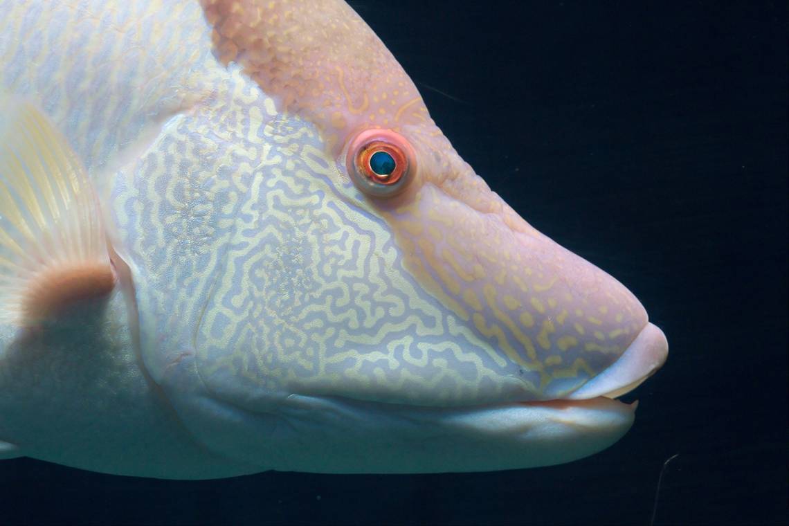 Odończyk to prawdopodobnie najbardziej niezwykła ryba na świecie /Fot. Wikimedia Commons

