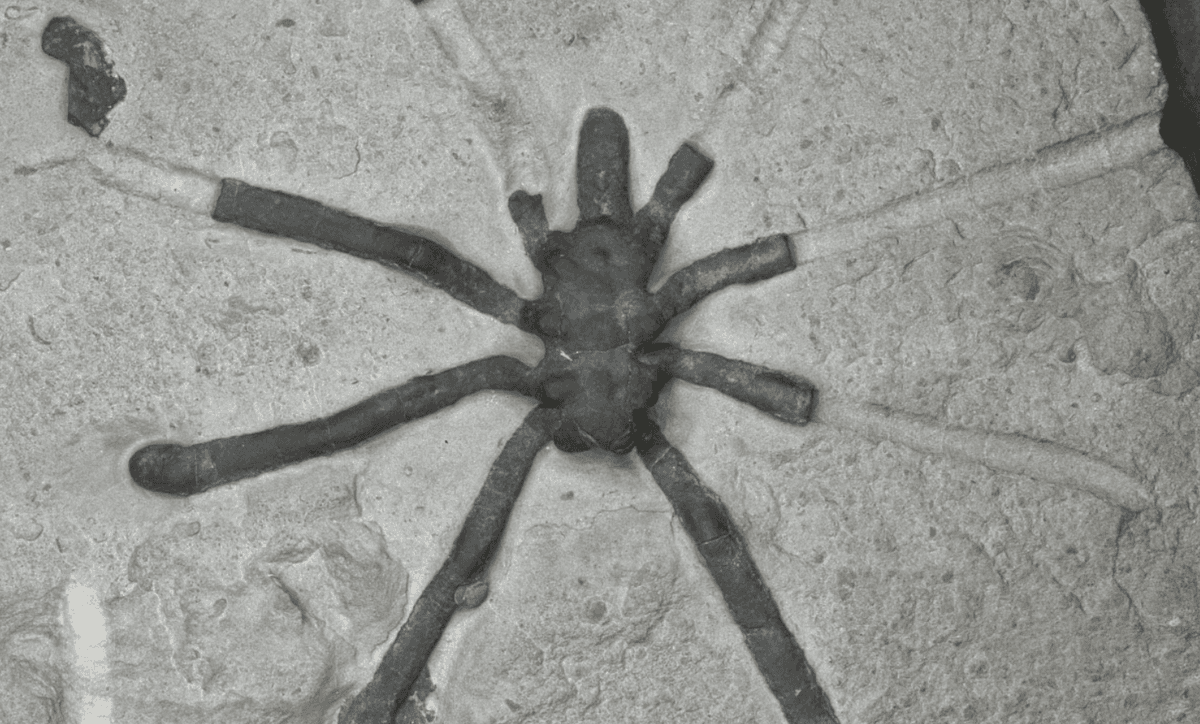 Skamieniałość pająka morskiego z Francji / źródło: Uniwersytet w Bristolu, materiały prasowe
