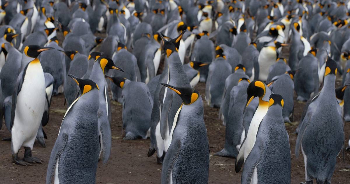 Pingwiny mają poważny problem. Bez ochłodzenia klimatu nie przetrwają